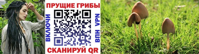 закладка  Нижневартовск  Галлюциногенные грибы MAGIC MUSHROOMS 